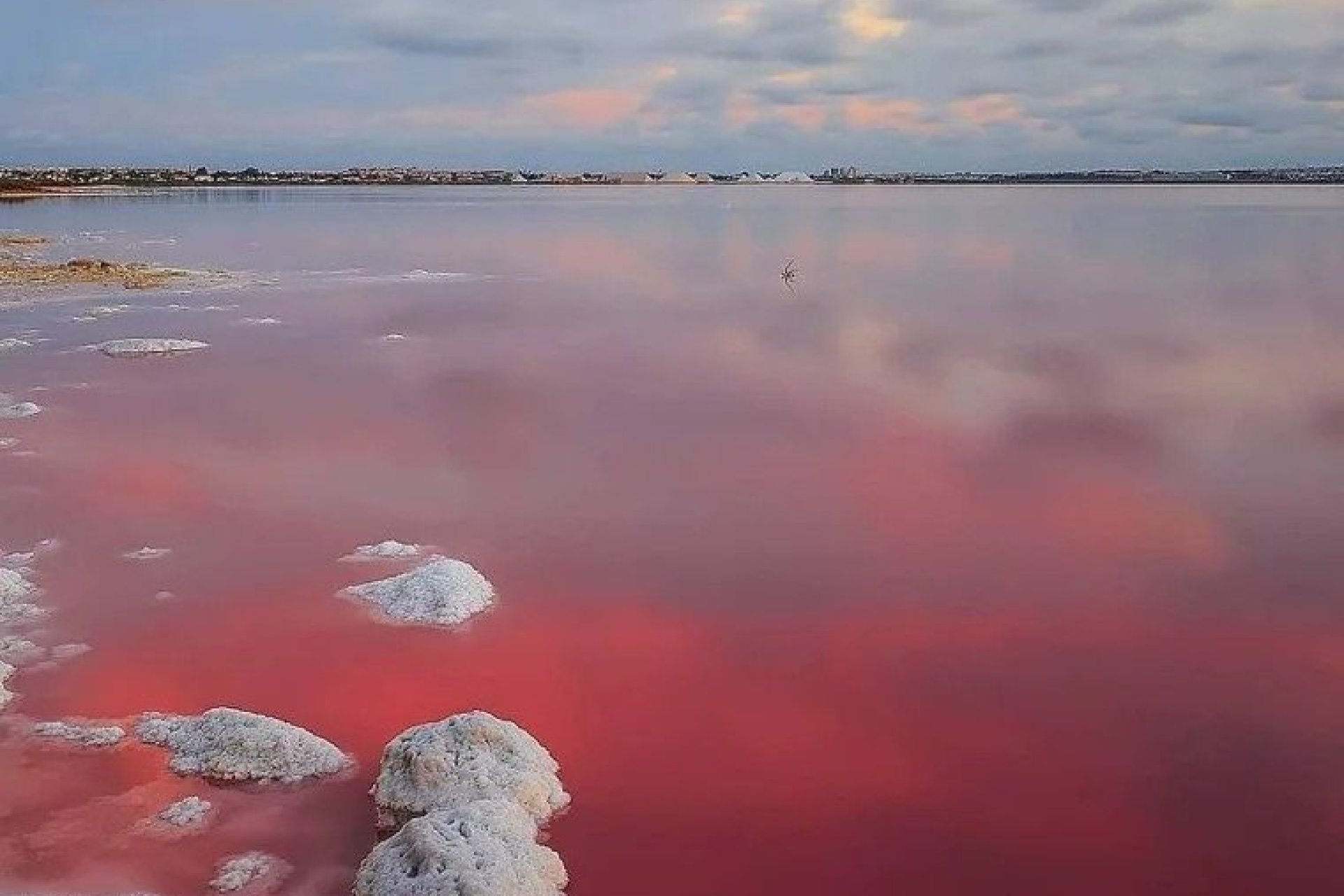 Nowy budynek - Bungalowy -
Torrevieja - Lago Jardín II