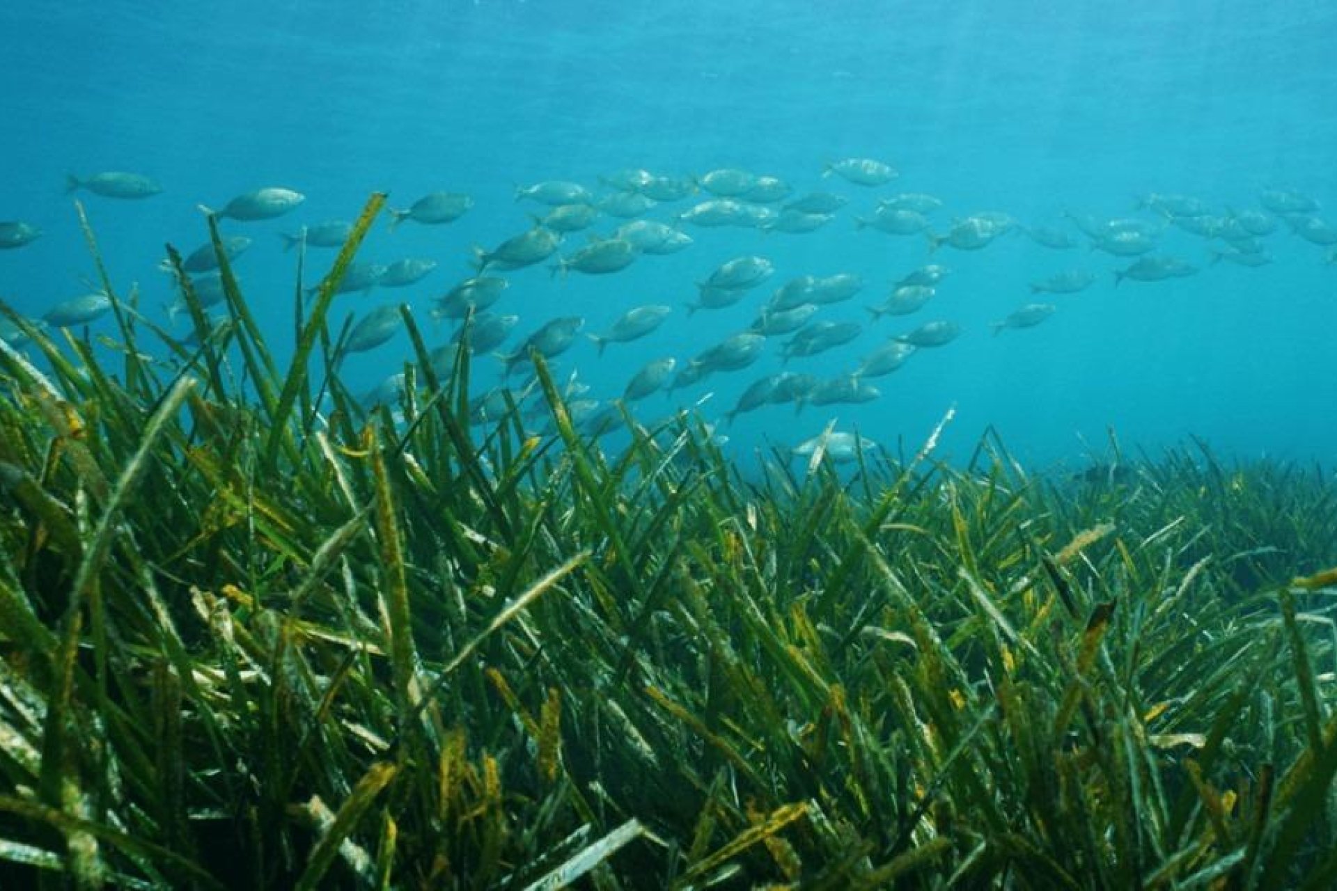 Nowy budynek - Villa -
Benissa - Racó Del Galeno