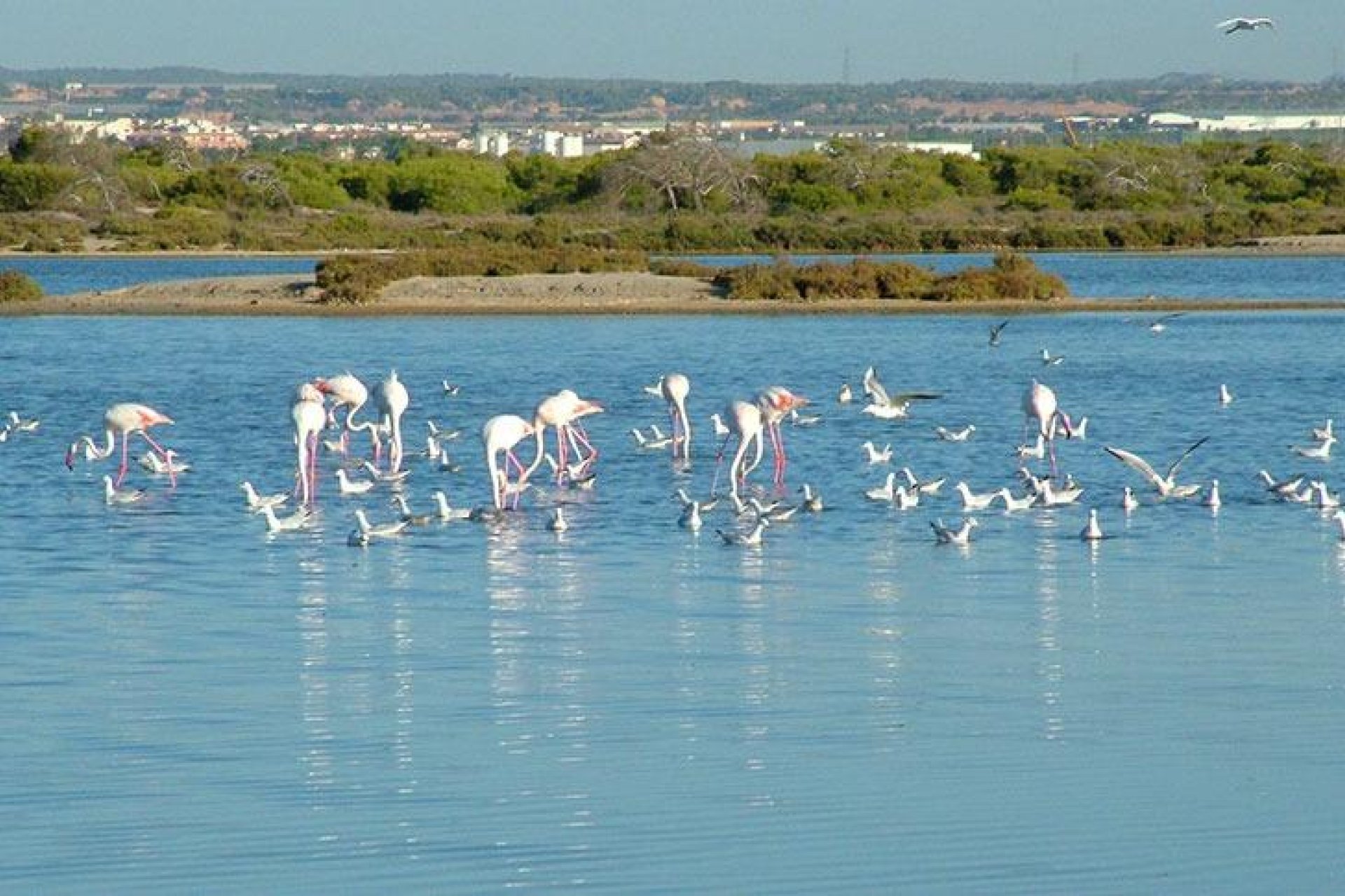 Nowy budynek - Villa -
San Pedro del Pinatar - Pueblo