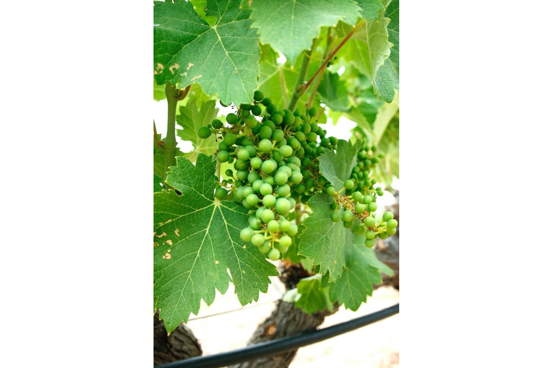 Nowy budynek - Villa -
Yecla