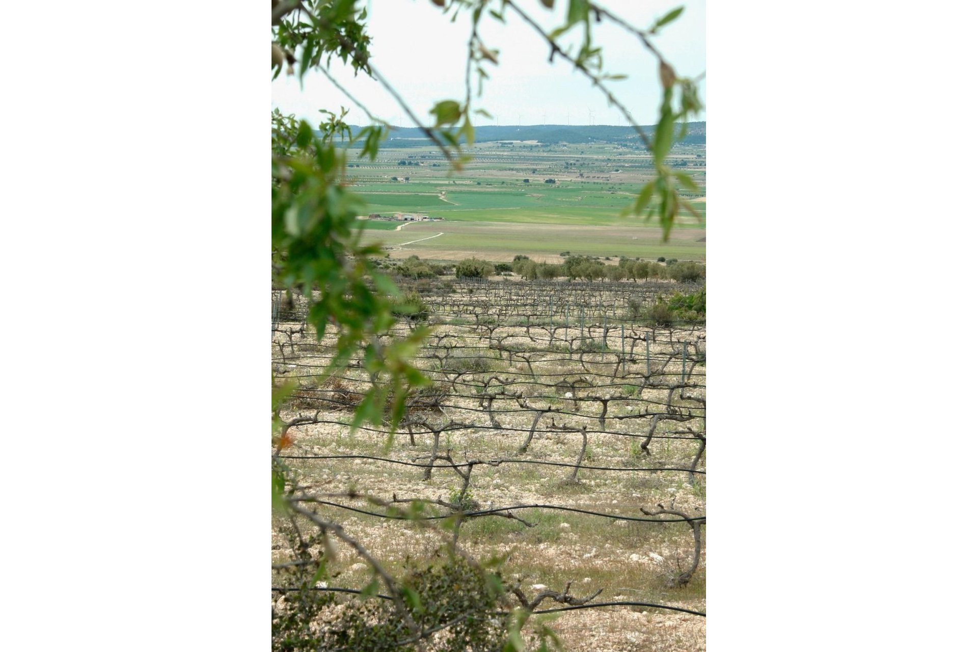 Nowy budynek - Villa -
Yecla